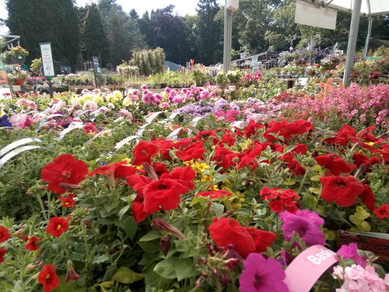 Outdoor benches packed with red, pink and magenta petunias under the trees