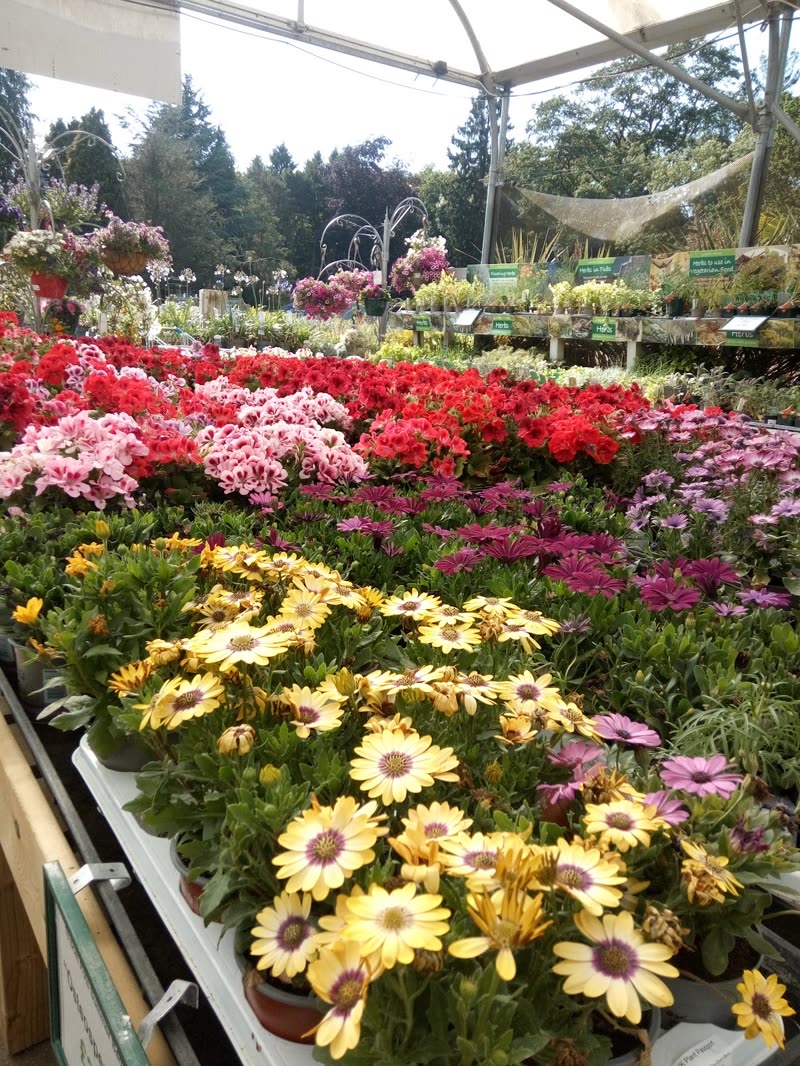 Tiered glasshouse benches of osteospermum and pink and red bedding plants