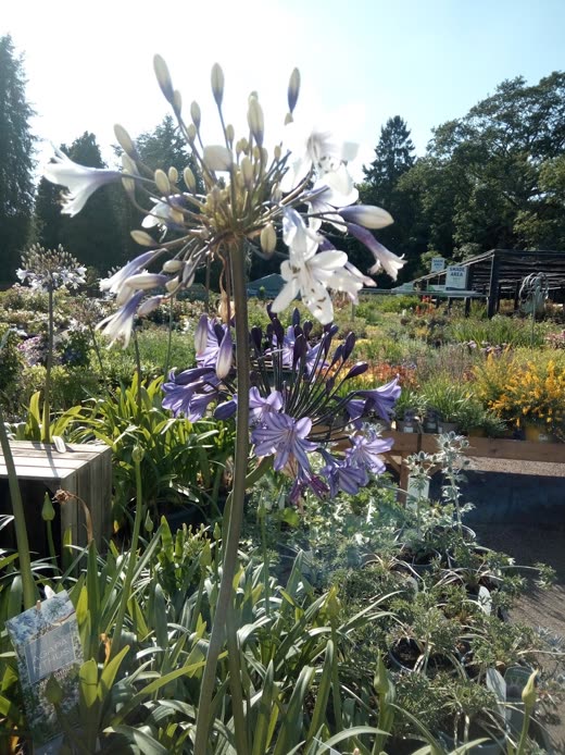 Blue and white agapanthus in flower in an outdoor display area at Vanstone Park Garden Centre