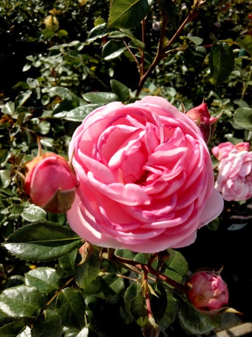 A fully open pink English shrub rose with buds behind it
