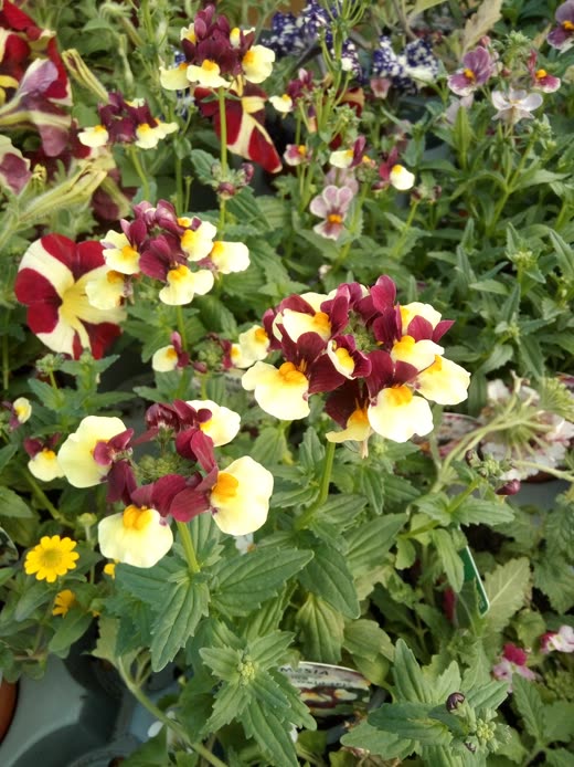 Burgundy and cream nemesia flowering in pots on a display bench