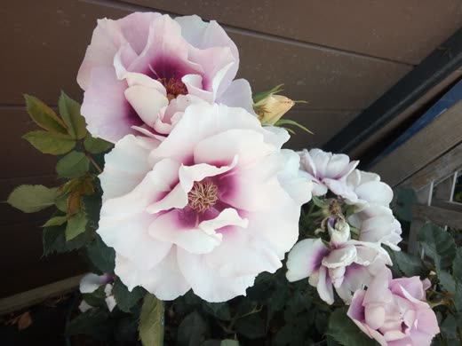 Pale lilac and white roses with deep magenta centres against a wall