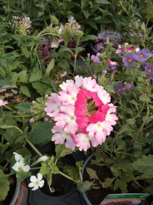 Pink and white verbena and other bedding plants in pots, shot close among the foliage